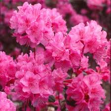 The Early Rhododendrons Are Blooming Bloom Rhododendron Planting Flowers