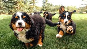 Lancaster puppies ® is a federally registered trademark owned by online advertising, llc. Relentless Ranch Bernese Mountain Dogs Home Facebook