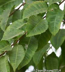 Image result for Spirostachys africana