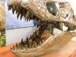 Nigersaurus' name comes to focus. Incredible Realities About Nigersaurus A 500 Teeth Dinosaur