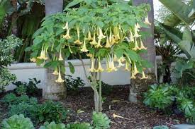 We did not find results for: Brugmansia Angel S Trumpet