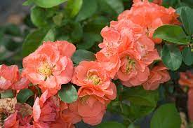 Download and use 70,000+ flower garden stock photos for free. Double Take Peach Quince Chaenomeles Speciosa Proven Winners