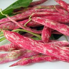 We did not find results for: Cranberry Beans To Save Your Life Last Chance Foods Wnyc
