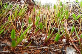 Image result for Triglochin