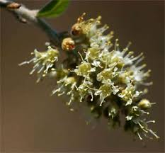 Image result for Combretum hereroense