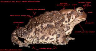 Toad Vs Frog Biology How To Tell A Frog From A Toad How To Tell The Difference Between Frogs And Toads Toad Frog Frog And Toad