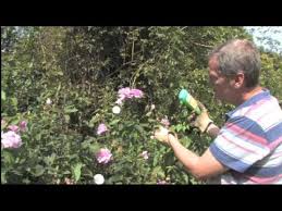 Bindweed often will flower above the turf. How To Get Rid Of Bindweed Video Roundup Weedkiller Youtube