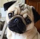 290 Best Cute Pug Pictures images | Cute pugs, Pug ...