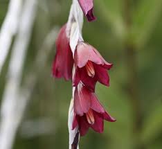Image result for Dierama formosum