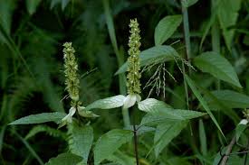 Image result for Platostoma montanum