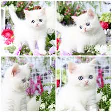 Black And White Persian Cat Short Hair Pin On Exotic Shorthair Persian Kittens