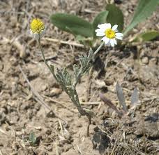 Image result for Hirpicium gracile