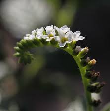 Image result for Heliotropium ciliatum