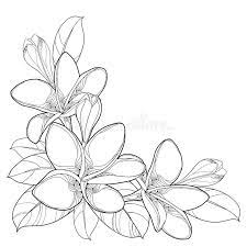 Vector Corner Bouquet Of Outline Plumeria Or Frangipani Flower Bunch Bud And Ornate Leaf In Black Hawaii Flower Tattoos Flower Drawing Plumeria Flower Tattoos