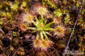 We did not find results for: Pygmies Sundew Grow Log Carnivorous Plant Society Of Canada