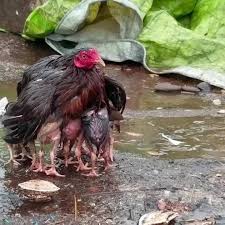 Essere Animali - Gallina protegge i suoi pulcini dalla pioggia ...