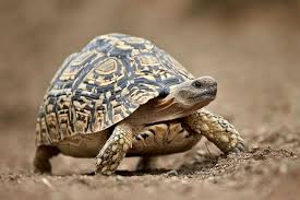 Leopard Tortoise Stigmochelys Pardalis Leopard Tortoise Pet Turtle Care Pet Turtle