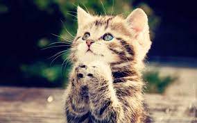 50 gambar kucing lucu dan imut banget. Gambar Kucing Lucu Dan Imut Ragam Informasi