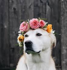 Choose from hundreds of free stock dog photos as part of our collection. These Flower Crown Wearing Dogs Are Ready For Music Festival Season Dog Photoshoot Dog Flower Animals Beautiful
