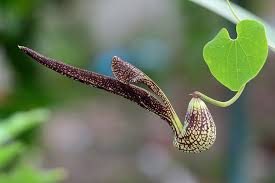 Image result for Aristolochia