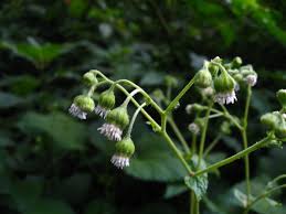 Image result for Adenostemma mauritianum