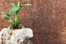 Image result for Pterodiscus angustifolius