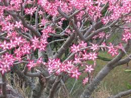 Image result for Searsia rogersii