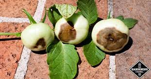 Blossom end rot or ber, is a condition that often affects zucchini plants. Tomato Diseases How To Fight Blossom End Rot Gardening Channel