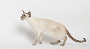 One of my cats had to have about an inch of his tail amputated, as a kitten, because it was broken and that section had atrophied and died before i adop. Taking A Look At Kinked Tails The Cats Inn