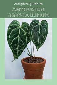 Anthurium Crystallinum Care How Not To Kill Crystal Anthurium In 2021 Plant Care Houseplant Anthurium Anthurium Plant