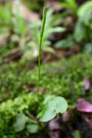 Image result for Ophioglossum reticulatum