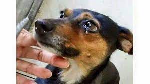 ibb sokak hayvanlarina belediyeden devamli mama destegi bekliyoruz grosse hunde tiere hunde