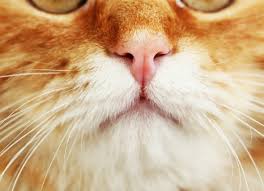 Like human sneezing, kitten sneezing can mean momentary irritation or something serious. Nasal Discharge In Cats Runny Nose In Cats Petmd