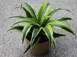 Corn should be watered once per week for an extended period of time. Why Does My Corn Plant Have Brown Tips Dracaena Fragrans Smart Garden Guide