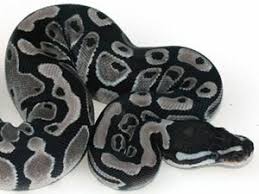 Albino ball pythons for sale in the united states. Ball Python Morphs 26 Morph List Pictures Descriptions Beyond The Treat