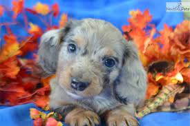We are an in home breeder, and have owned doxies since 97′ and have been breeding since 08&. Dachshund Mini Puppy For Sale Near Colorado Springs Colorado B7902821 Ebe1 Dachshund Mini Puppies Dogs