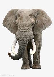 Download Elephant Images Hd Png Png Gif Base Polish your personal project or design with these elephants transparent png images, make it even more personalized and more. download elephant images hd png png