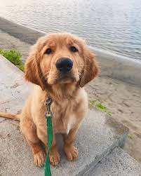 Golden retriever puppies for sale and dogs for adoption. This Golden Retriever Looks So Sweet Animals Goldenretrievers Goldenretriever In 2021 Dogs Golden Retriever Cute Baby Dogs Really Cute Dogs