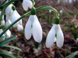 Pin On Heralds Of Spring