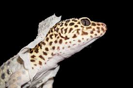 Check spelling or type a new query. 102 Gecko Shedding Photos Free Royalty Free Stock Photos From Dreamstime