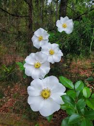 Image result for Rosa laevigata