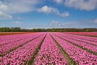 Afbeeldingsresultaat voor tulip<inn>fields</in>netherlands