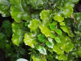 Lumut Hati Pengertian Ciri Manfaat Bagian Jenisnya Lengkap