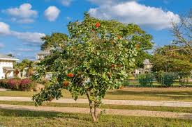 Image result for Cordia megiae