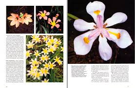 Maybe you would like to learn more about one of these? South African Iridaceae Spectacular Relatives Of The Iris Monaco Nature Encyclopedia