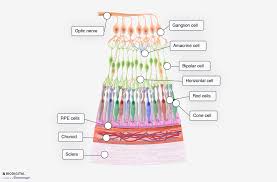 Image result for Retinal Anatomy