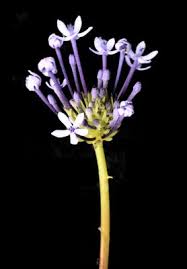 Image result for Pentanisia