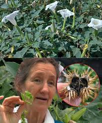 South Carolina, USA. This stuff is growing up one of my trees. Is it  poisonous?