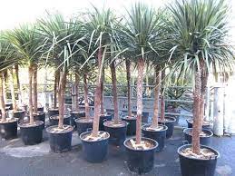 Cordyline Australis Architectural Plants