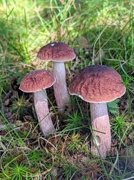 Image result for Xanthoconium separans